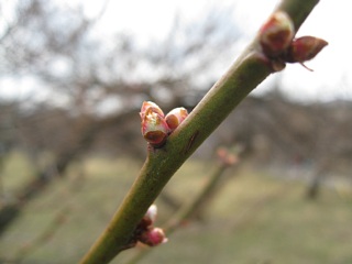 photo-20120226-5