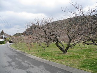 photo-20120311-2