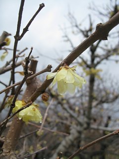 photo-20120311-3