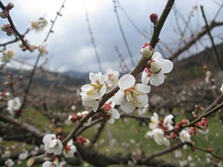 photo-20120311-5