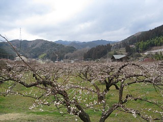 photo-20120311-6