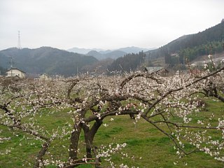 photo-20120318-1
