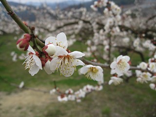 photo-20120318-2