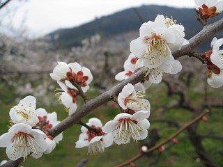 photo-20120318-4