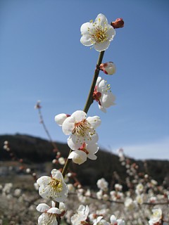 photo-20120320-11