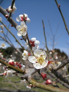photo-20120320-12