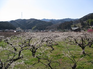 photo-20120320-9