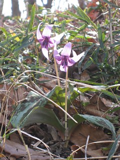 photo-20120401-15