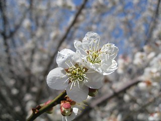 photo-20120401-4