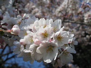 photo-20120408-13
