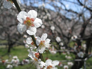 photo-20120408-7