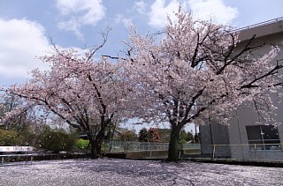 photo-20120415-2