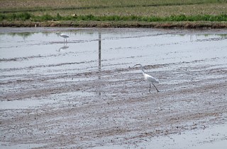 photo-20120519-4