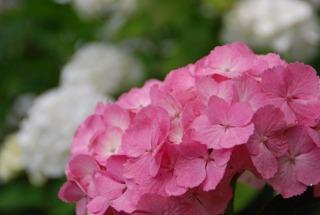 photo-20120617-1