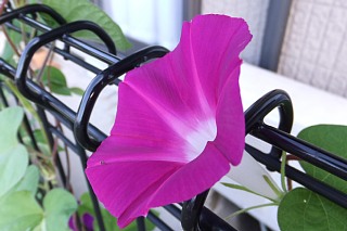photo-20120805-1