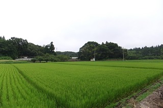 photo-20120816-1