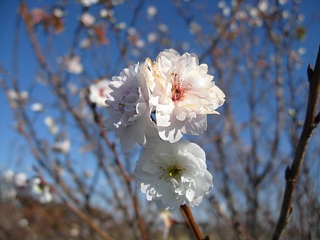 photo-20121125-5