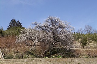 photo-20130303-4
