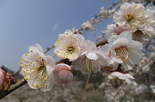 photo-20130310-2