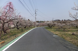 photo-20130310-3