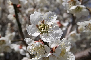 photo-20130316-4