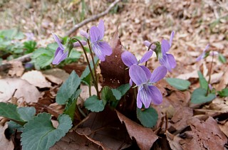 photo-20130320-2