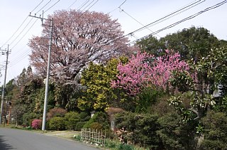 photo-20130323-1