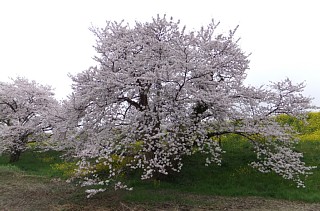 photo-20130331-1
