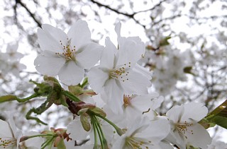 photo-20130331-2