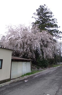 photo-20130331-3