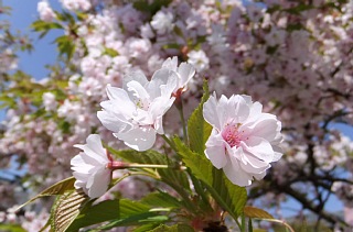 photo-20130413-11