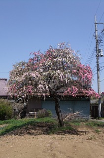 photo-20130413-3