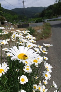 photo-20130525-7
