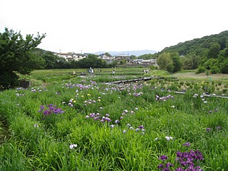 photo-20130601-4
