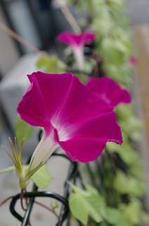 photo-20130804-2