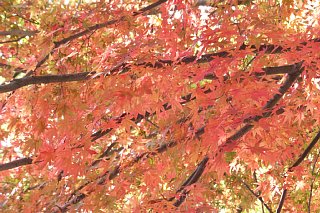 photo-20131103-7