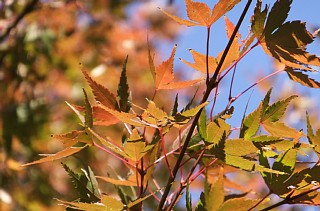 photo-20131116-2