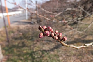 photo-20140201-4