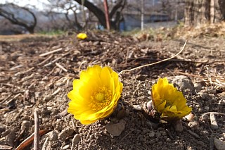 photo-20140201-5