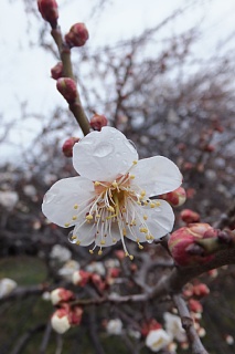 photo-20140301-1