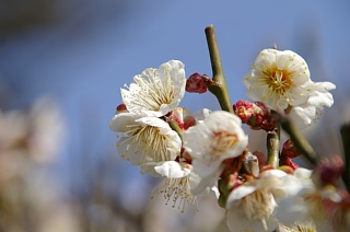 photo-20140309-5