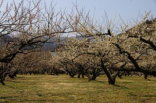 photo-20140316-6