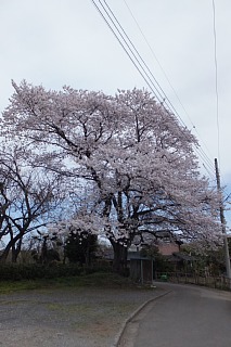 photo-20140405-1