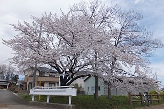 photo-20140405-4