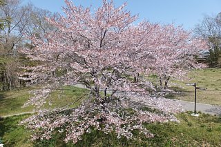 photo-20140412-3