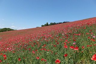 photo-20140518-9