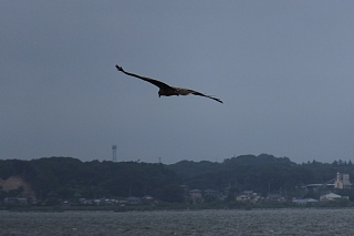 photo-20140831-5