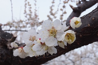 photo-20150314-4