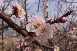 photo-20150315-3