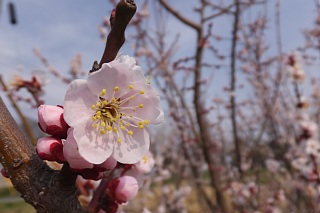 photo-20150315-4